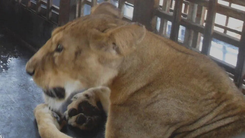 Lion au Nigeria