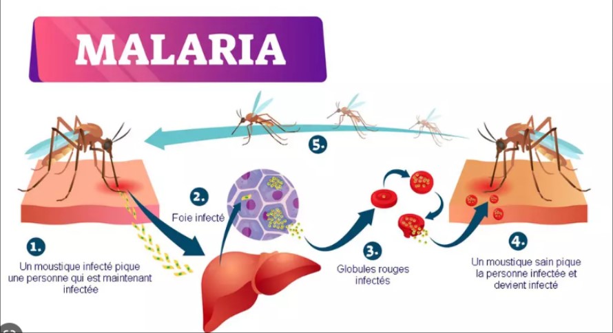 Malaria plan