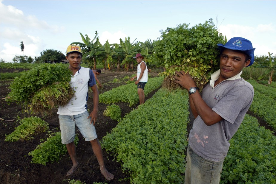 IFAD agronomie