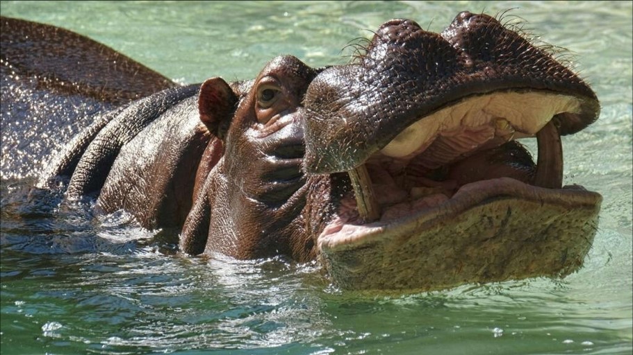 Hippopotame ivoire