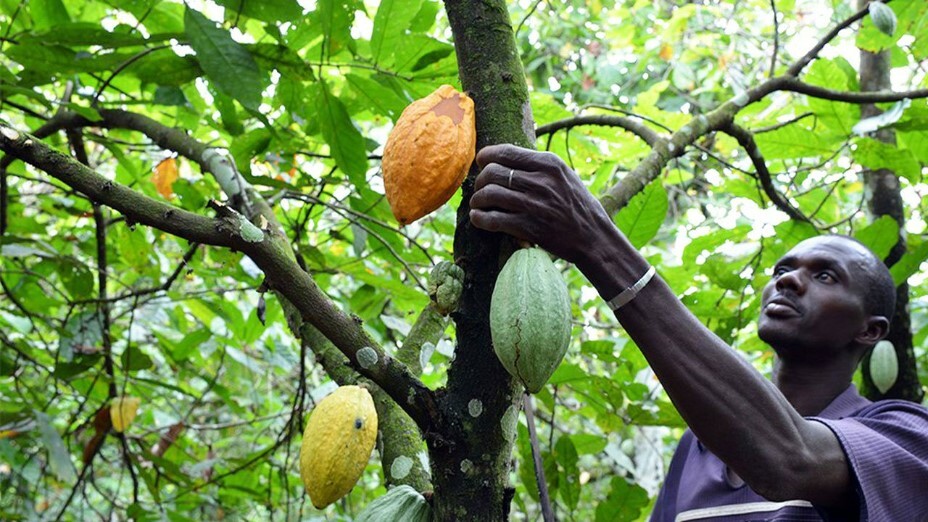 Cocoa Plant