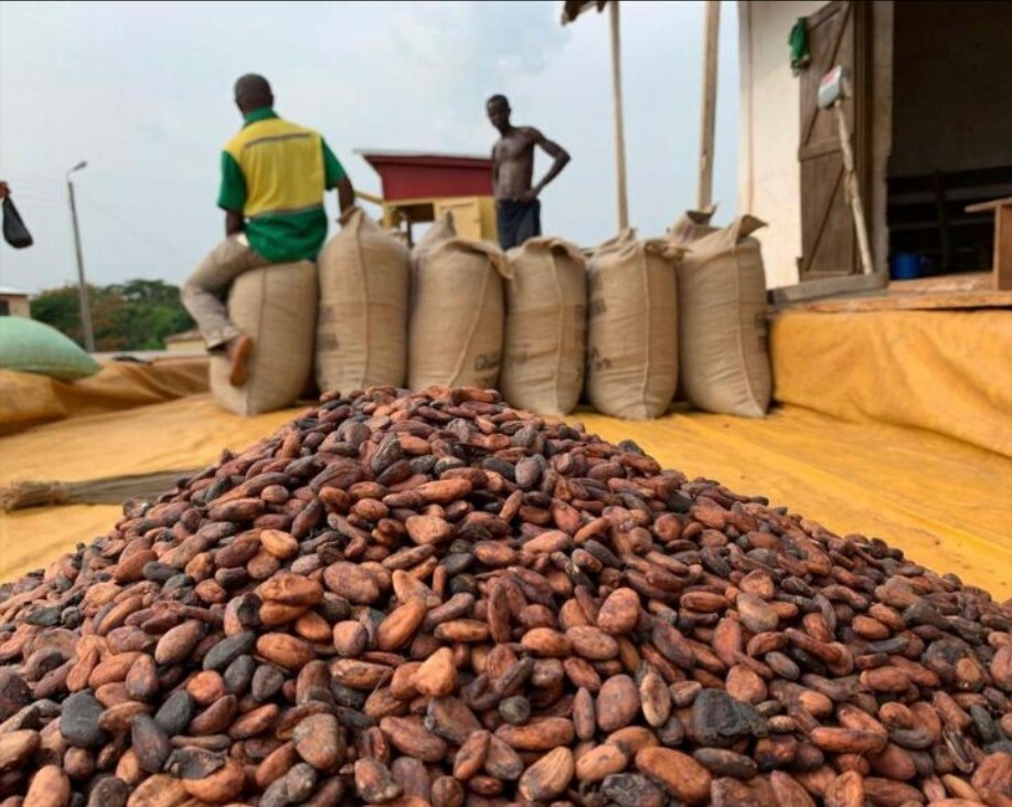 Cacao civ